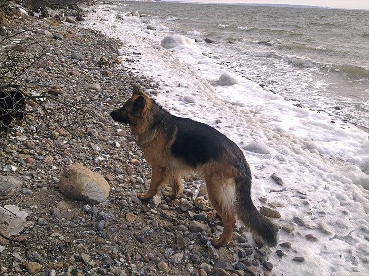 Schæferhund Freja  billede 10