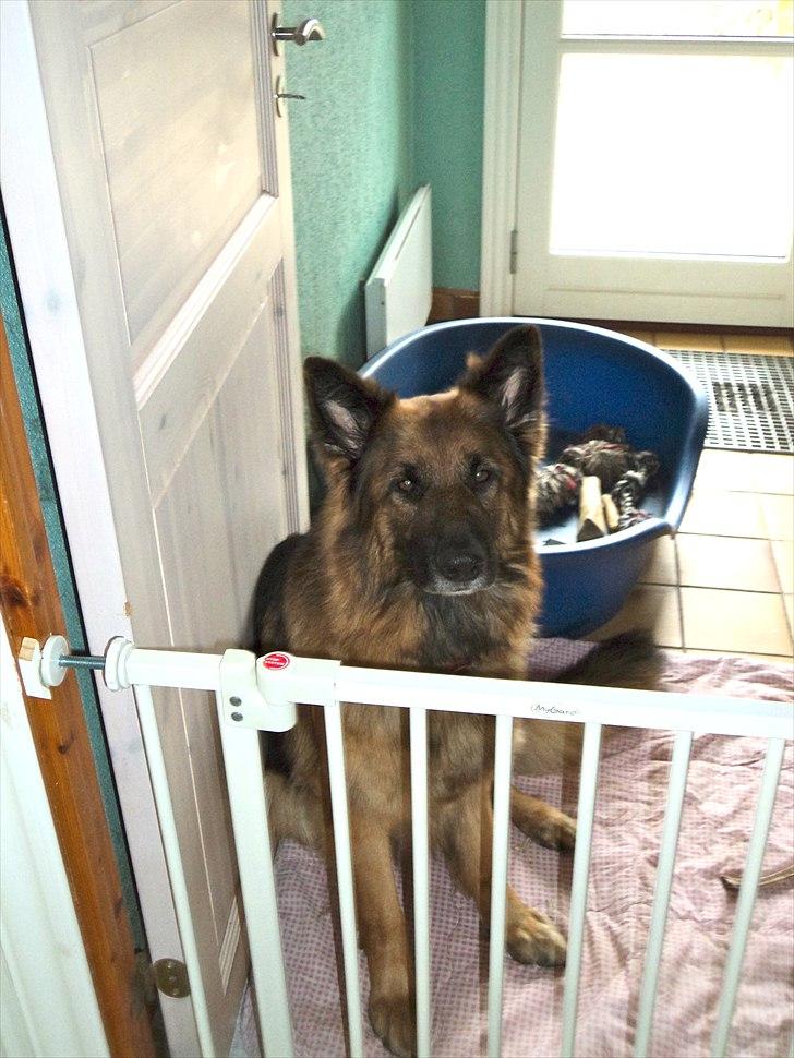 Schæferhund Freja  billede 11