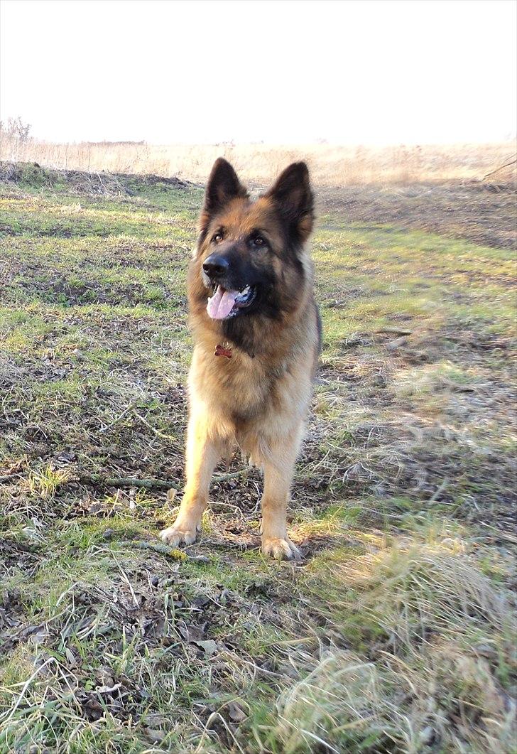 Schæferhund Freja  billede 12