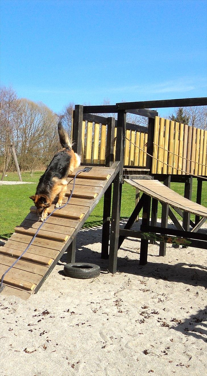 Schæferhund Freja  billede 13