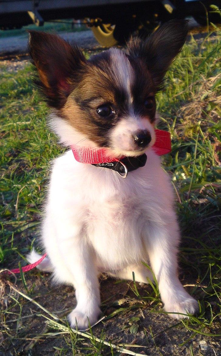 Papillon NA's Molly - Lille smuksak :) billede 7