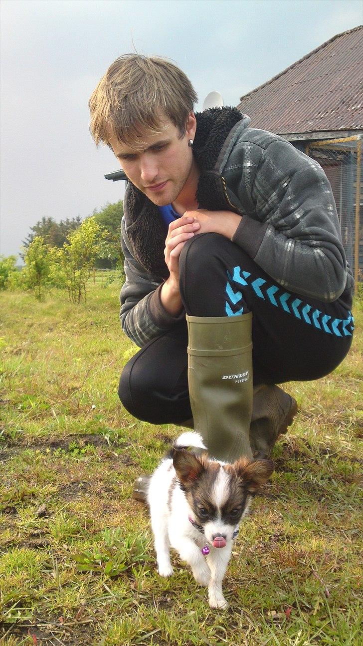 Papillon NA's Molly - Min forlovede og lille Molly :) maj 2011 billede 8