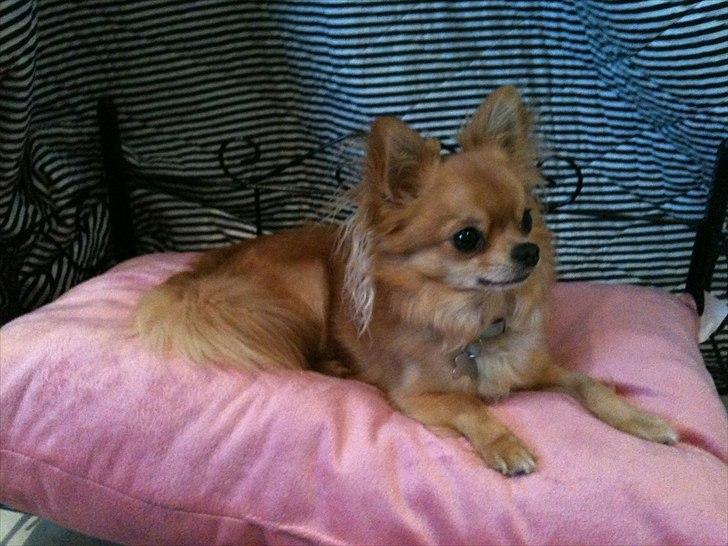 Chihuahua speddy billede 9