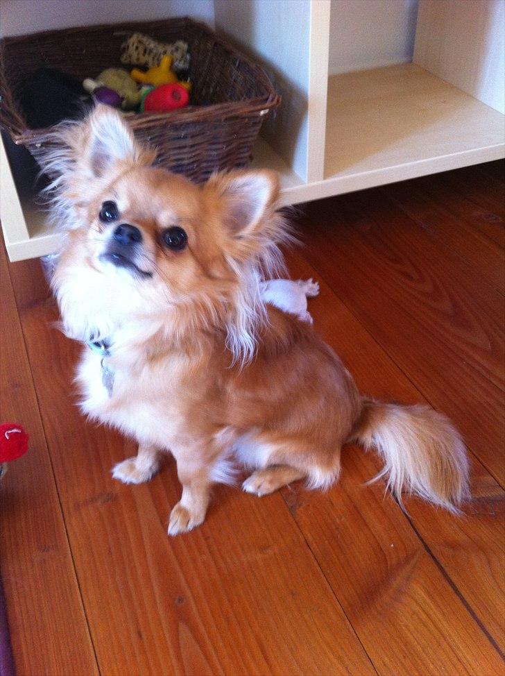 Chihuahua speddy billede 10