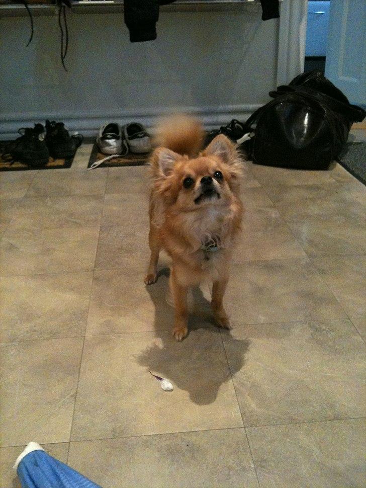 Chihuahua speddy billede 11