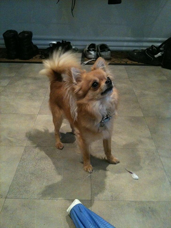 Chihuahua speddy billede 12