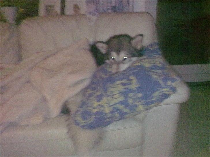 Alaskan malamute April Summer Wind billede 18