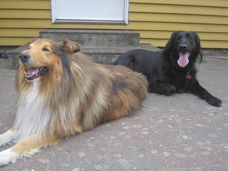 Blanding af racer Tess - Elvis og Tess - de er bedste venner.. Elvis er den eneste hanhund der må snuse hende bagi. 
Taget d. 20/5-11 billede 8