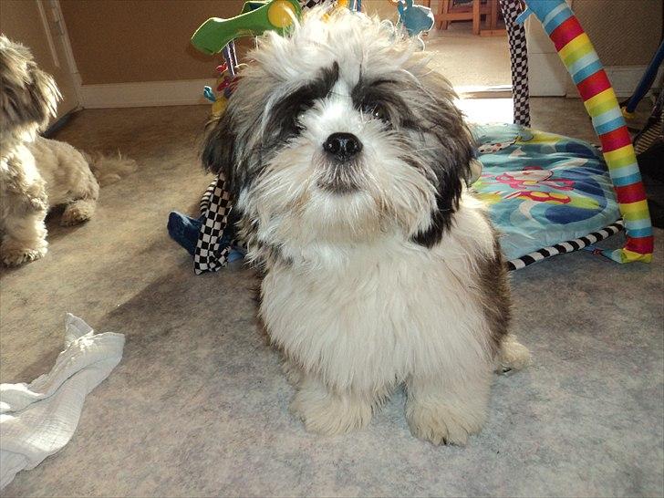 Blanding af racer Zarzu (Tidligere hund) billede 3