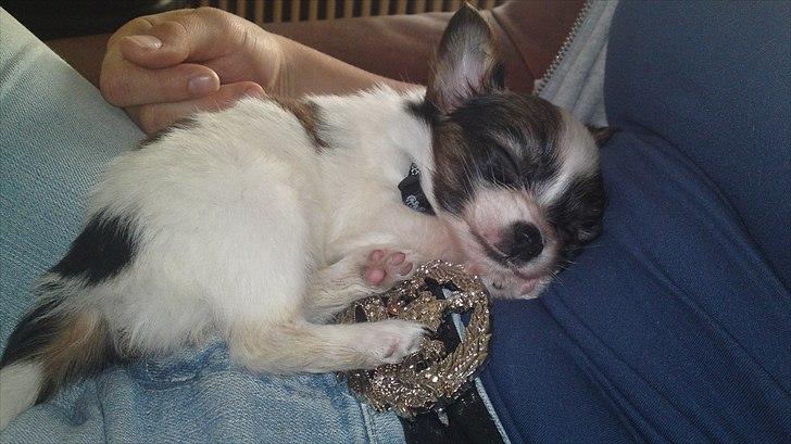 Papillon NA's Molly - Da vi var oppe og se hende som 5 uger gammel <3 billede 9