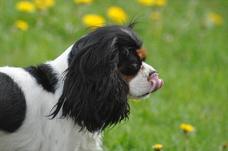 Cavalier king charles spaniel Chanel billede 20