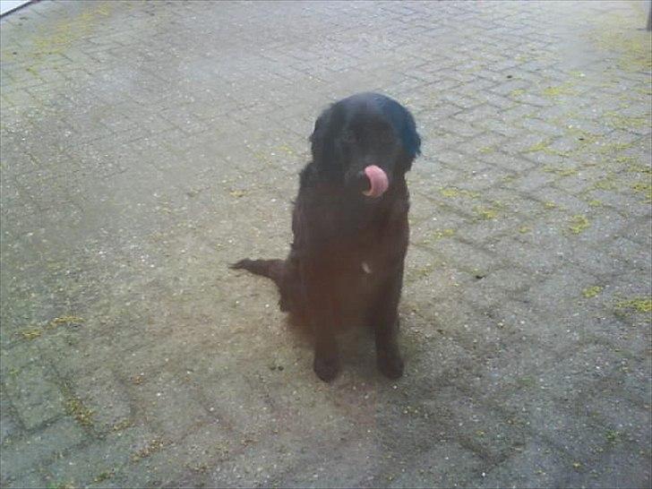 Blanding af racer Sniffer billede 1