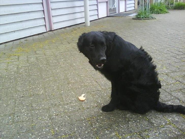 Blanding af racer Sniffer billede 2