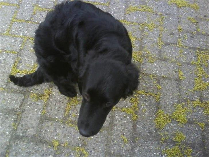 Blanding af racer Sniffer billede 3