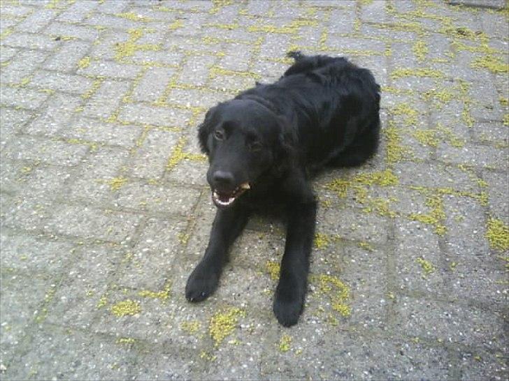 Blanding af racer Sniffer billede 4