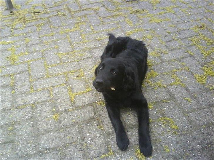 Blanding af racer Sniffer billede 5