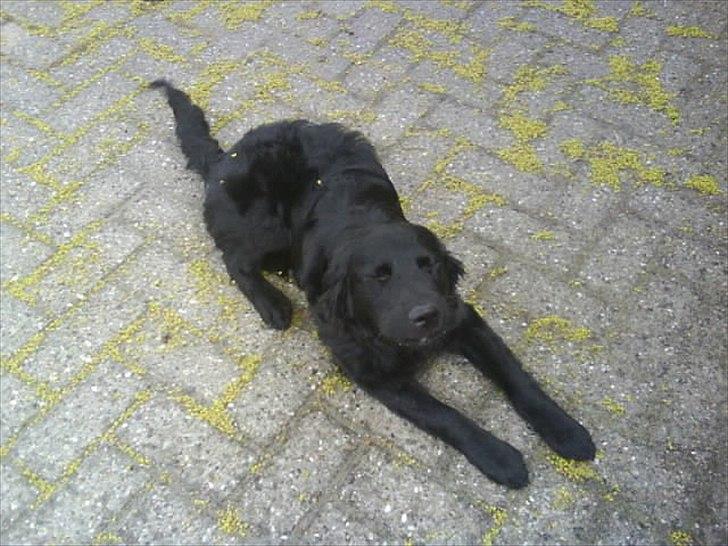 Blanding af racer Sniffer billede 6