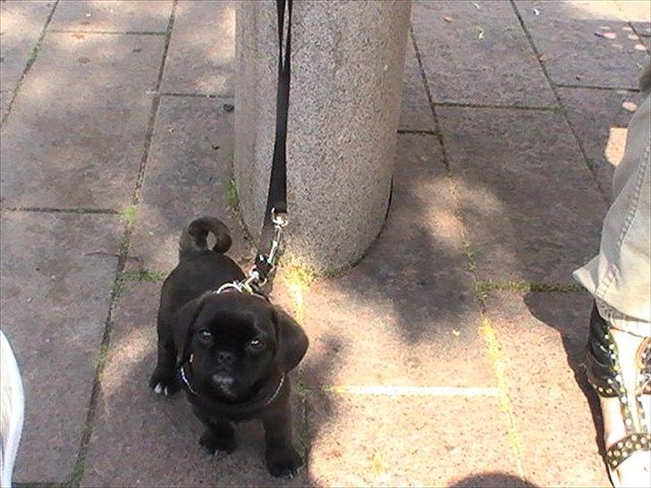 Blanding af racer Bodil Kjær billede 4