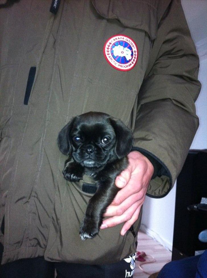 Blanding af racer Bodil Kjær billede 1