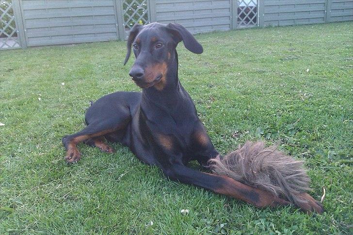Dobermann Logan - Logan og hans nyeste fund = en paryk !!  billede 9