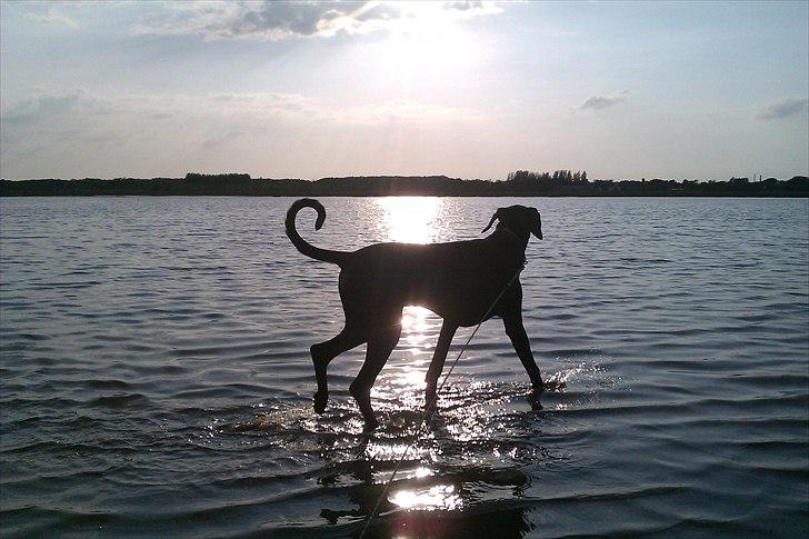 Dobermann Logan - Flotte dreng...  billede 10