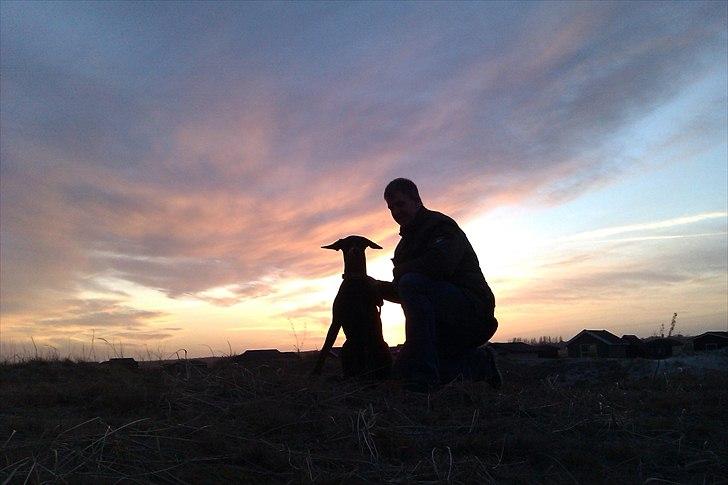 Dobermann Logan - Flotte fyre...  billede 3