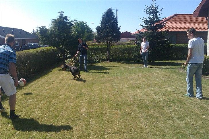 Dobermann Logan - Logan er med på smørklat legen...  billede 11