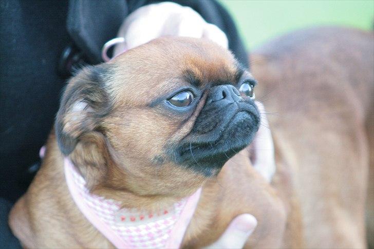 Griffon petit brabancon Cera billede 8