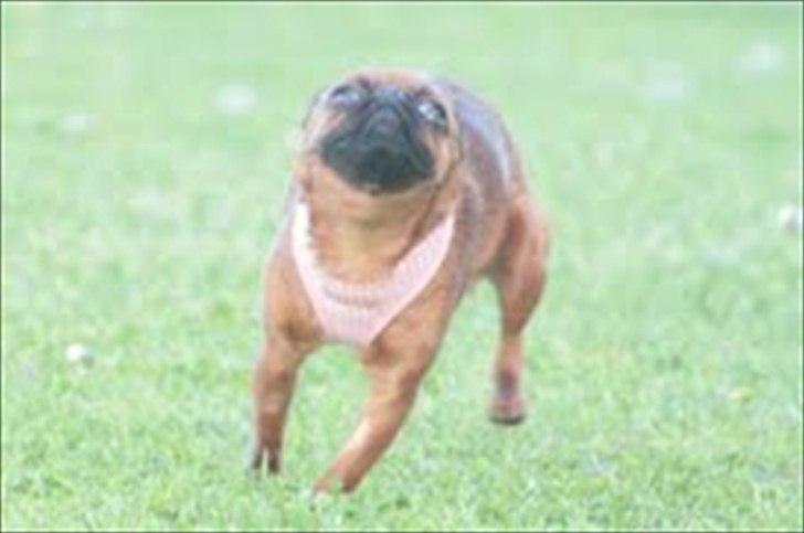 Griffon petit brabancon Cera billede 9