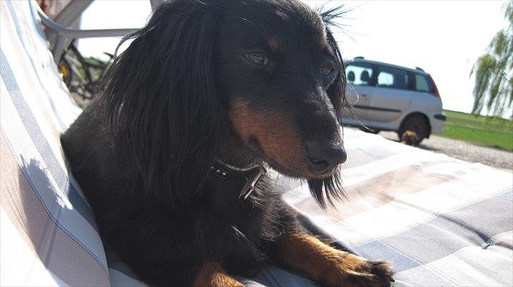 Dværggravhund Freja billede 1