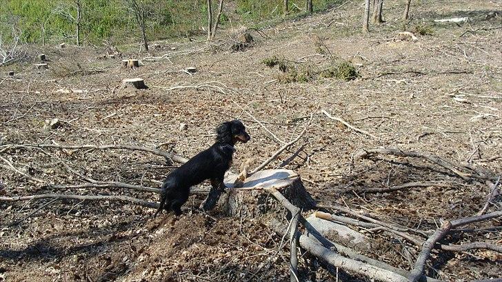 Dværggravhund Freja billede 2