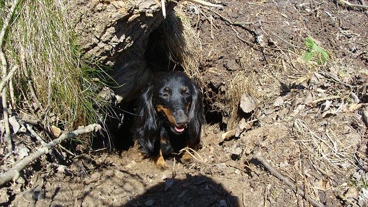Dværggravhund Freja billede 5