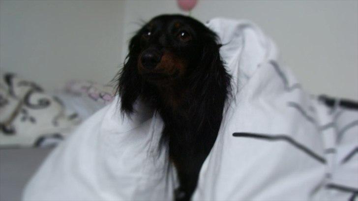 Dværggravhund Freja billede 3