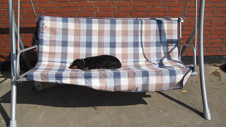 Dværggravhund Freja billede 4