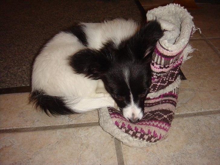 Papillon Sif - Jeg passer lige på mor's hjemmesko billede 16