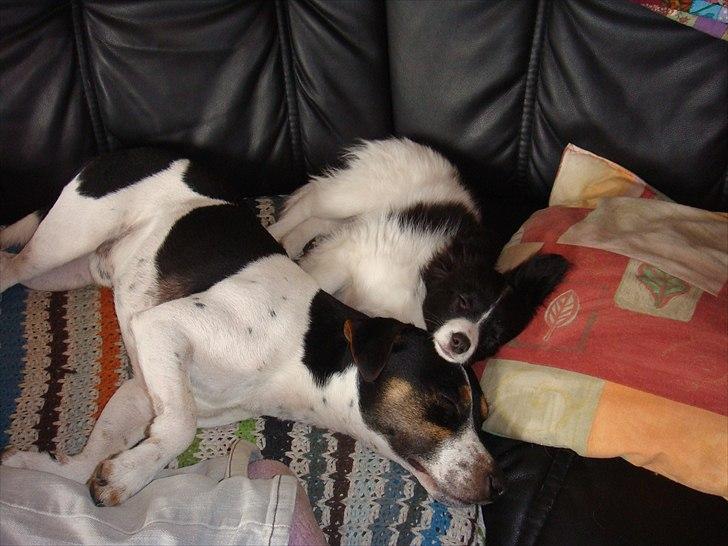 Papillon Sif - Jeg elsker at putte med Troy billede 17