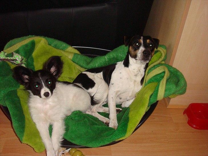 Papillon Sif - Hvem os ? vi laver da aldrig ballade billede 18