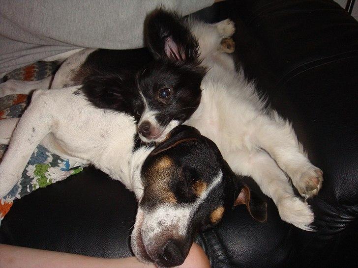 Papillon Sif - Er vi ikke bare søde!!!!! billede 19