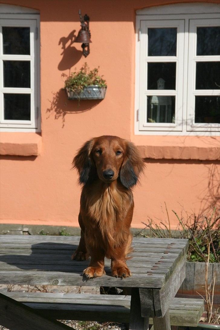 Gravhund Basotto´s Stoffer De Vi billede 11