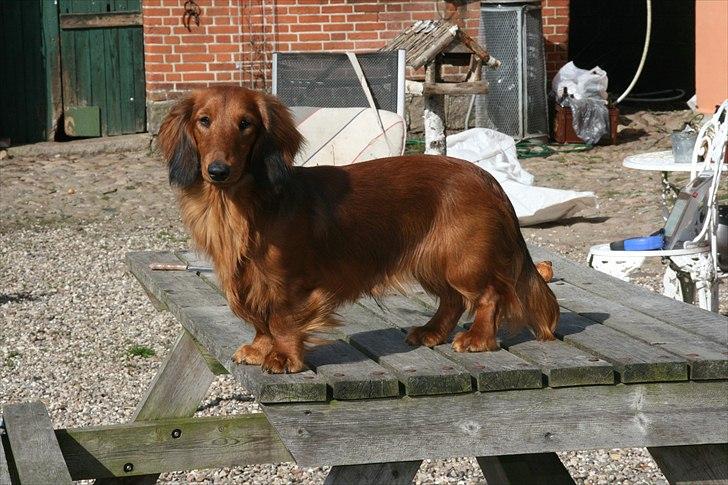 Gravhund Basotto´s Stoffer De Vi billede 12