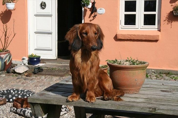 Gravhund Basotto´s Stoffer De Vi billede 13