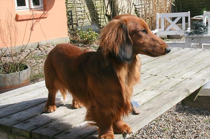 Gravhund Basotto´s Stoffer De Vi billede 14