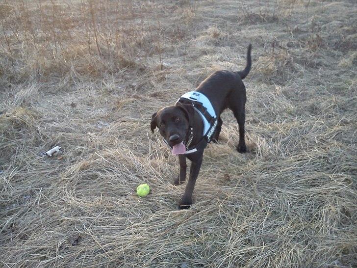 Labrador retriever monty billede 1