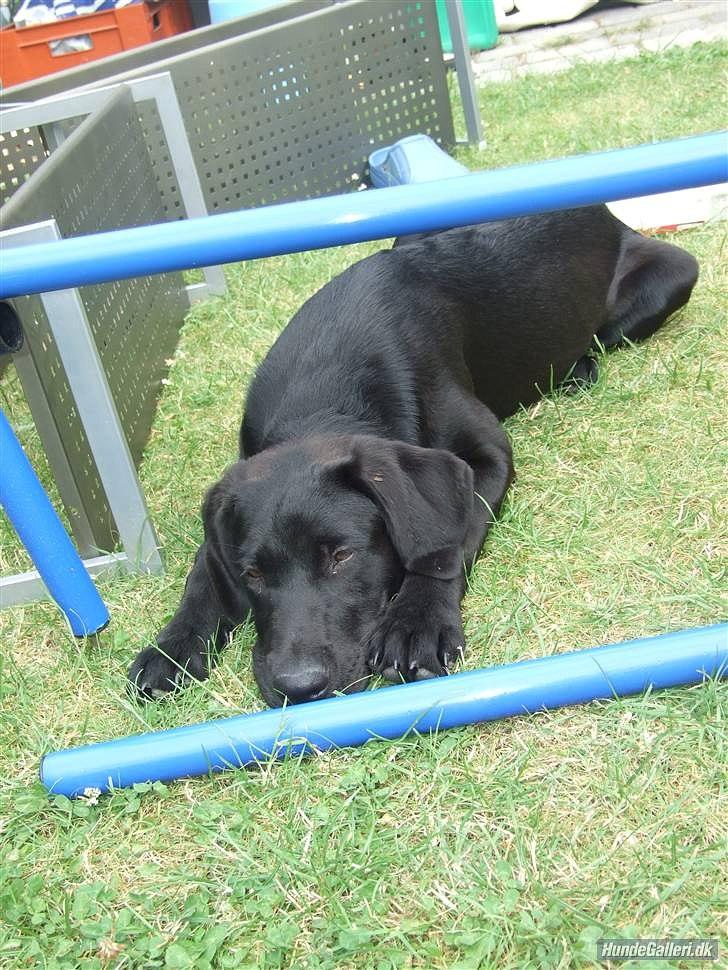 Labrador retriever monty billede 2