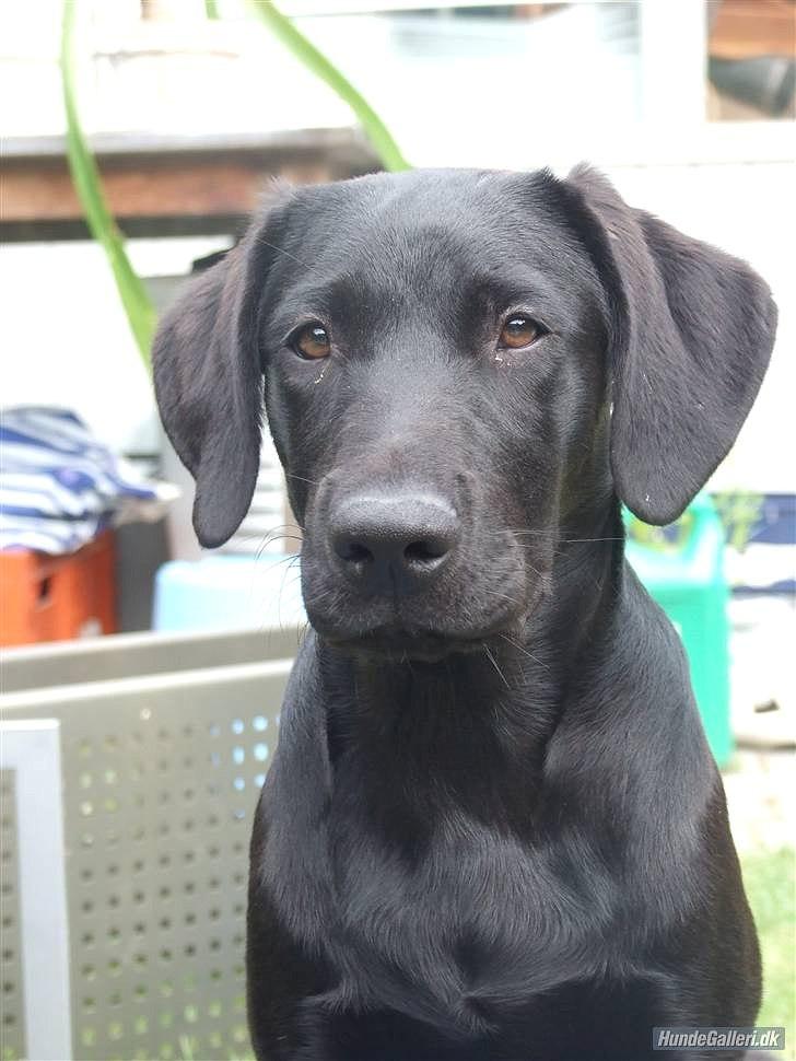 Labrador retriever monty billede 3