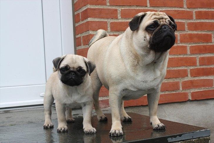 Mops Alma (Mine forældres) - Alma og Agnes billede 15