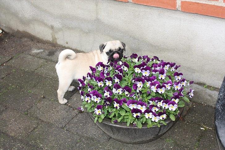 Mops Alma (Mine forældres) - Blomsterpigen Alma :) billede 16