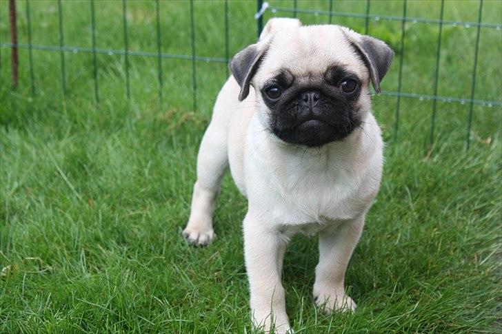 Mops Alma (Mine forældres) - Alma :) billede 17