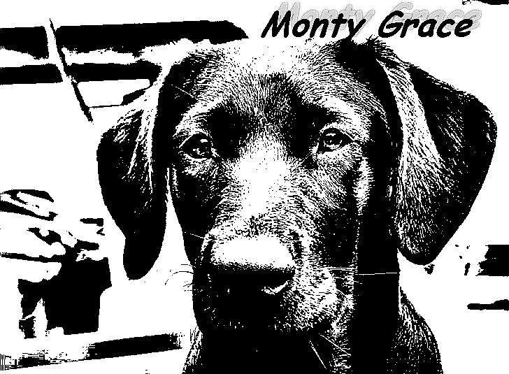 Labrador retriever monty billede 4