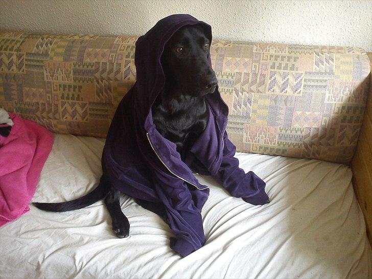 Labrador retriever monty billede 5